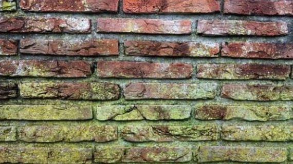 תנאים להתפתחות עובש