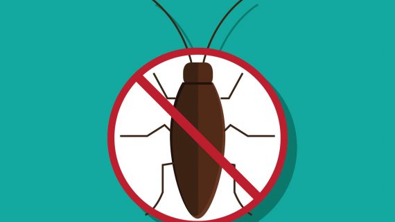 הדברה לפשפשים – כיצד זה נעשה?