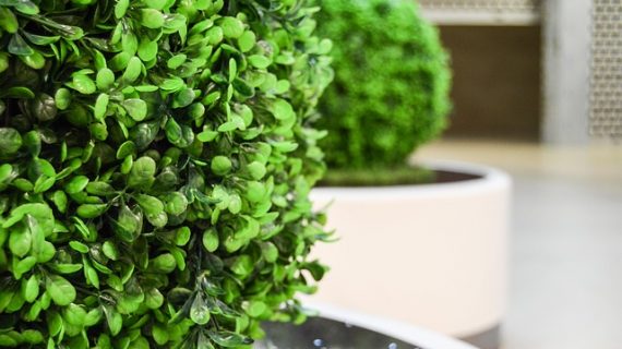 צמחים מלאכותיים