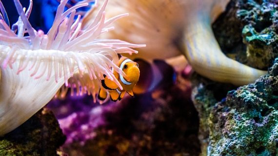 אקווריומים מיוחדים לצרכים שונים