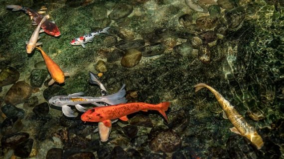 איזה ציוד לבריכות נוי ישמור עליהן יפות לאורך שנים?