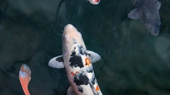 בריכות נוי אקולוגיות – אופציה משתלמת לעיצוב הגינה