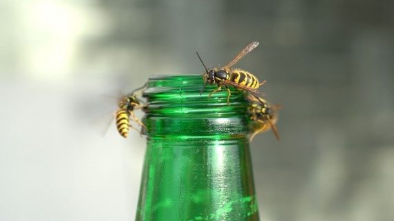 מדביר מאזור חיפה והקריות – תנו למקצוען לטפל במזיקים